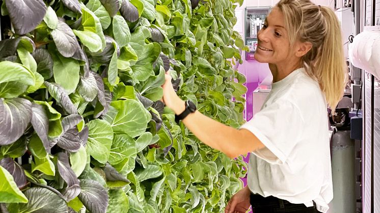 Ellen Bergström, en av grundarna, tar hand om de vertikala odlingarna. I hydroponisk odling sparar man cirka 96% av den vattenåtgång som går åt vid odling på friland.
