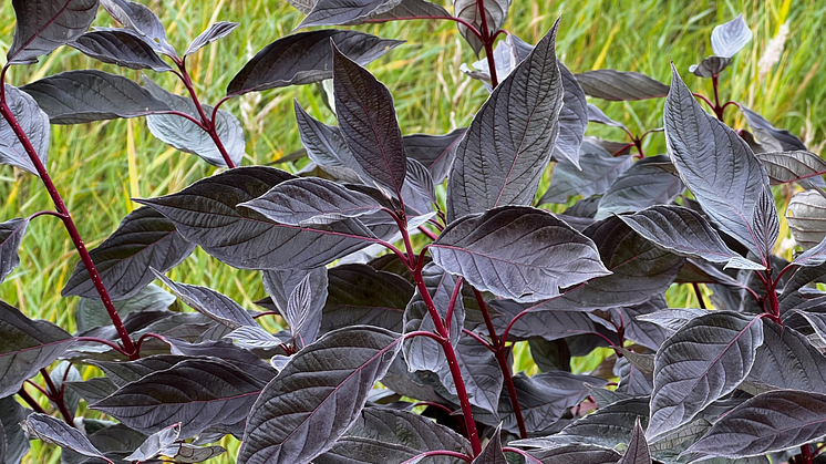 Cornus alba NIGHTFALL ('Verpaalen3'PBR-AF)