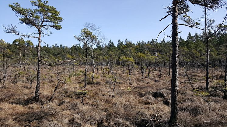 Pålsbo naturreservat, Borås kommun