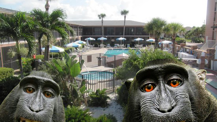 Sea Oats Beach Club in Florida. Monkeying around with timeshare contract?