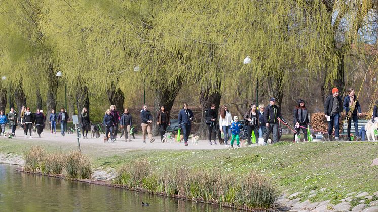 Charity Dog Walk 