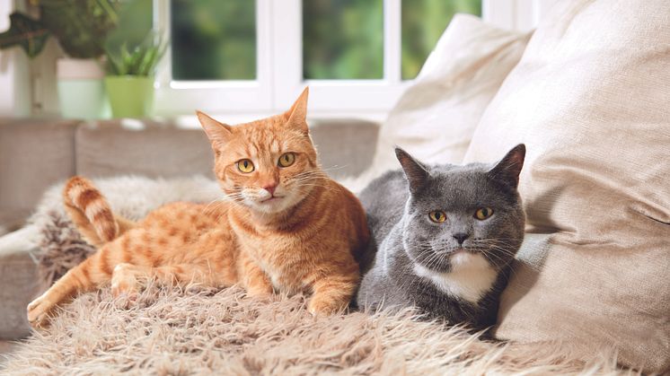  Sowohl das Alter als auch das Temperament sollten zueinander passen. Eine mögliche Freundschaft glückt üblicherweise eher, wenn zwei ruhige oder zwei aktive Katzen aufeinandertreffen.