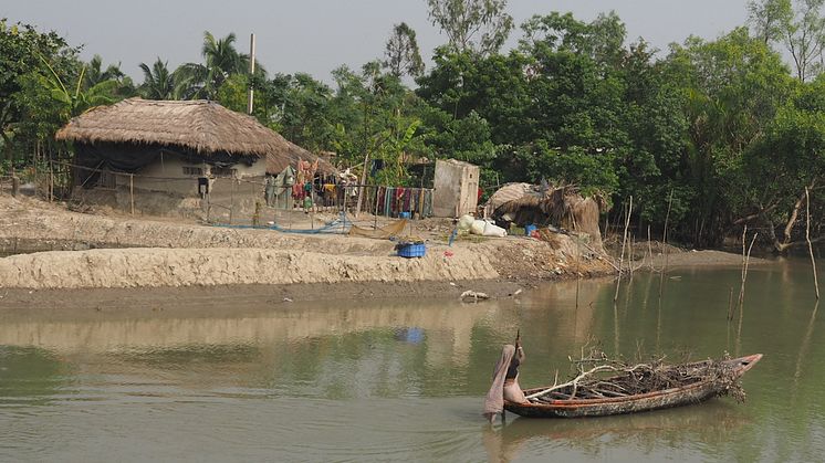 A woman transporting wood by boat in the Sundarbans, West Bengal..jpeg