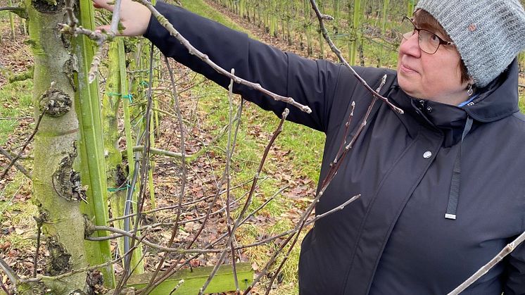 Larissa Gustavsson, forskare SLU och Guldäpple vinnare 2022 visar fruktträdskräfta
