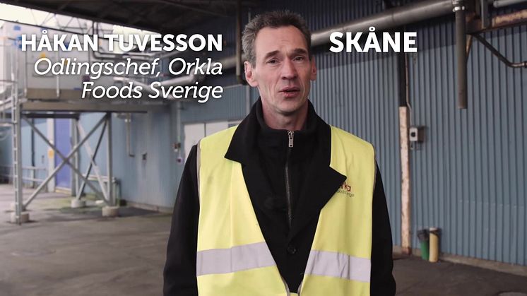 Nu skördas gurkorna!
