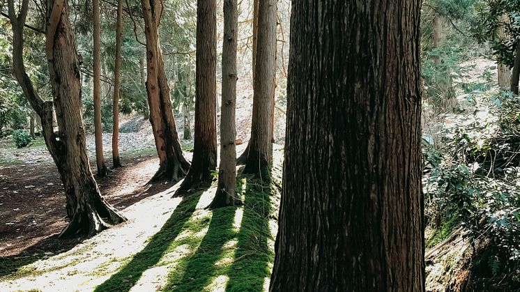 Skogen- Barocken.jpg