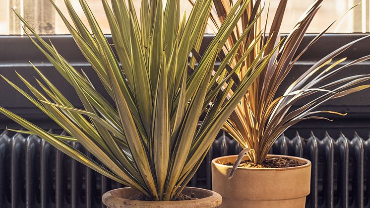 Kruka med Syddracena