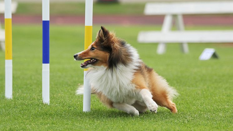 Agility