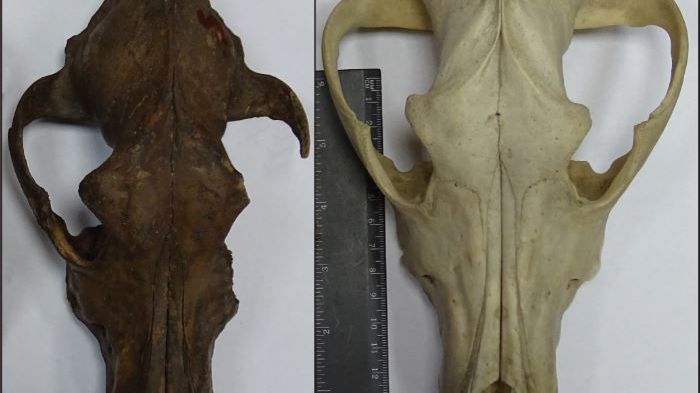 10 900 år gammal hundskalle funnen i Ryssland, vars DNA analyserades i studien som visar att minst fem olika hundar fanns under istiden. Bredvid till höger, en större nutida vargskalle. Foto E.E. Antipina.