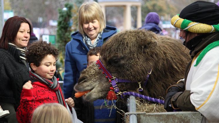 Three wise men – and their camels!