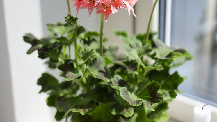 Årets Pelargon 2025 Pelargonium Summer Twist Rose foto SydGrönt (14).jpg