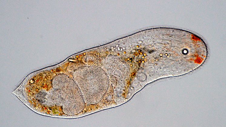 Notocelis gullmarensis