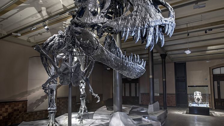 Tyrannosaurus rex Tristan i Berlin