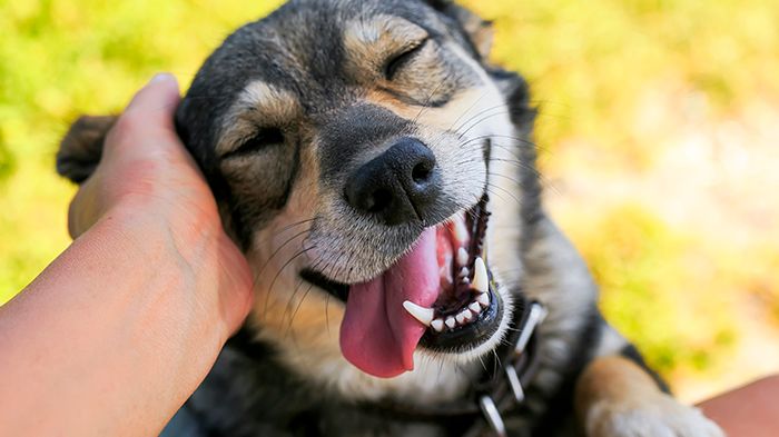 Forskare vid Linköpings universitet studerar hur interaktionen mellan hund och människa är kopplad till hundars välmående. Foto: Nataba/iStock