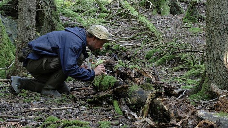Gallmyggor insamling insektssug