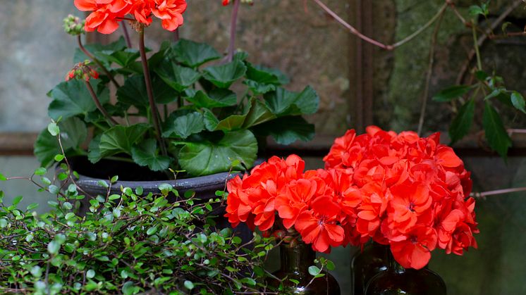 Årets Pelargon 2023 Pelargonium Moonlight Guido Foto annikasnaturligating (13)
