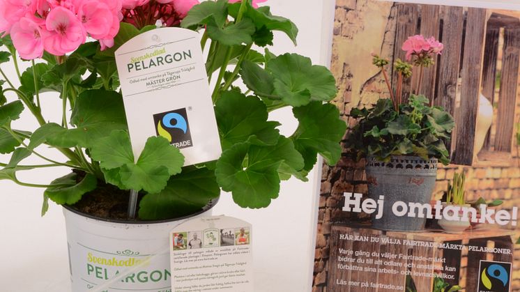 Den första Fairtrade-märkta Pelargonen som odlats färdig i Sverige finns nu i handeln. 