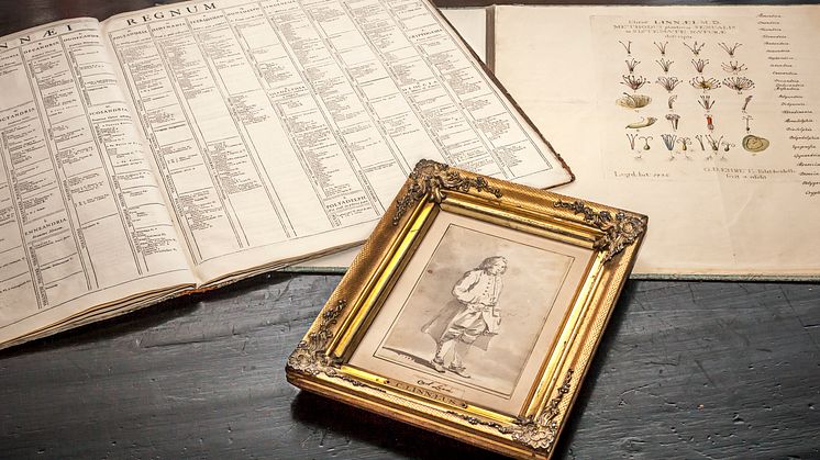 Porträttet av Carl von Linné, en laverad blyertsteckning gjord av Jean Eric Rehn runt år 1750, har  köpts in till Uppsala universitetsbibliotek 2018.  Foto: Magnus Hjalmarsson
