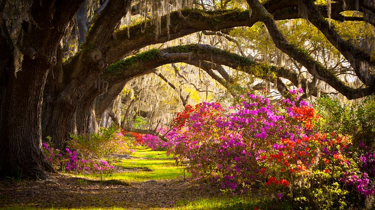 Introducing Charleston… 