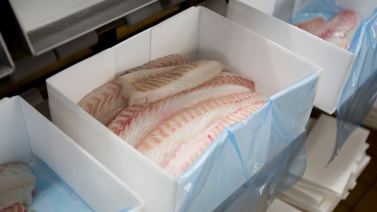 Torskefilet - Cod fillet