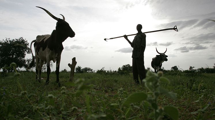 Bonden Maun Kaila i Niger låter sina kor gödsla ett hirsfält innan plantering. Foto: ILRI/Stevie Mann