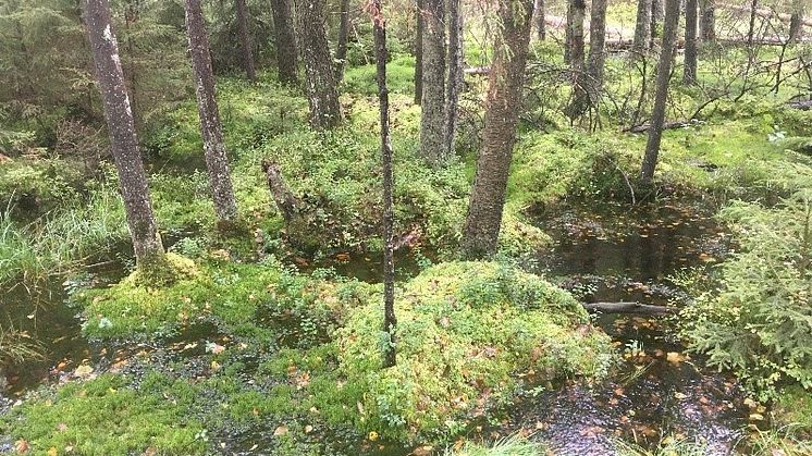 Nu blir delar av Härskogen naturreservat