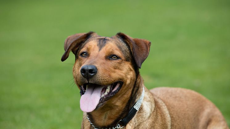 Grillrester farliga för hunden