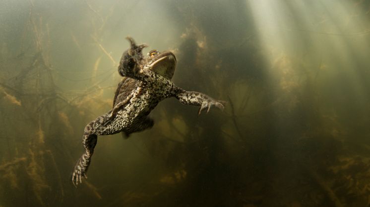Amphibia – att leva på hoppet. Pressbild 2