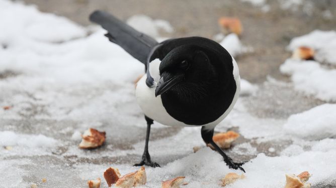  COMMENT: In defence of magpies: the bird world’s bad boy is simply misunderstood