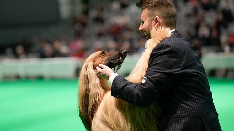 Dags igen för Stockholm Hundmässa. Foto: Måns Engelbrektsson/SKK