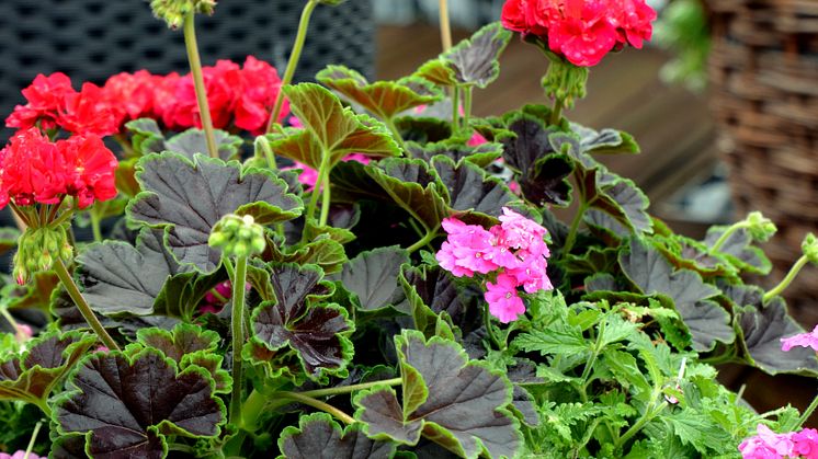 Pelargonium Brocade ´Cherry Night´