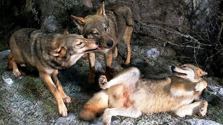 Varg blev hund både i öst och väst