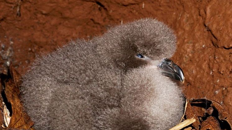 The critically endangered Galapagos Petrel is an endemic species of the archipelago threatened by habitat loss and invasive species. Photo Credit: Fundación de Conservación Jocotoco 
