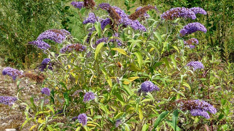 Syrenbuddleja. Foto  Mora Aronsson.jpg