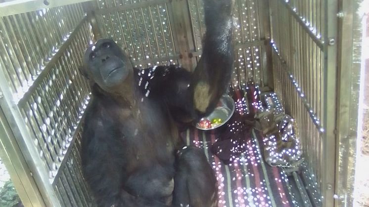 Chocolat got used to her transport box prior to the long journey to UK - cMonkey World 2024.JPG