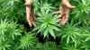 „Cannabiskonsum kontra Verkehrssicherheit“ Expertendiskussion