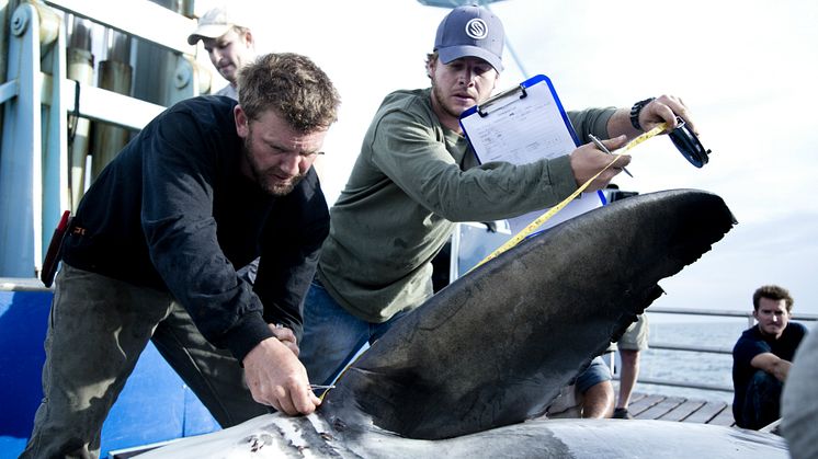 Shark Wranglers