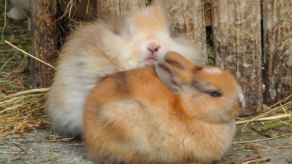 Domestic rabbits, showing morphological and coloration changes derived from domestication. Credit: Pedro Andrade