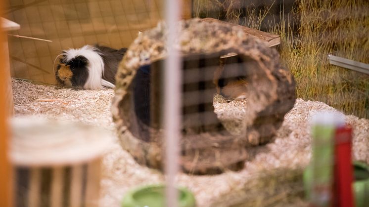 Meerschweinchen "Quincy" in der Adoptierstube Mannheim-Vogelstang
