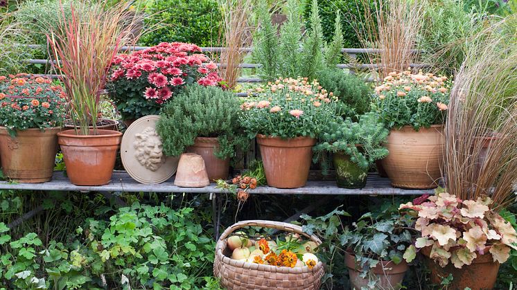 Namnet Chrysanthemum kommer från det grekiska chrysos som betyder guld och anthemon som betyder blomma, guldblomma. Foto Annika Christensen