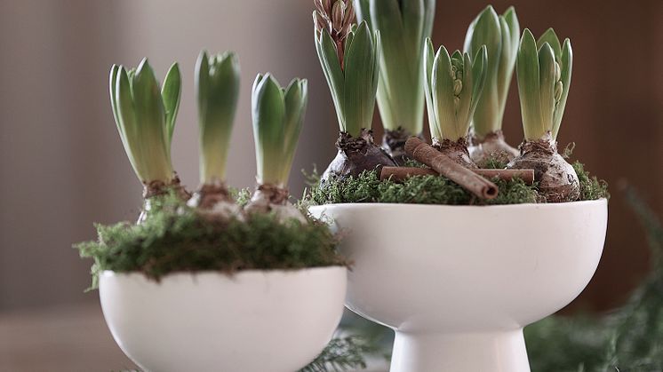 Blomsterlandet-hyacint-Mustaschkampen-T20221207