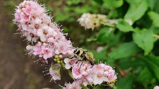 Pollinatören Humlebagge (Trichius fasciatus) på häckspirea (Spiraea salicifolia) i Arboretum Norr i Umeå.