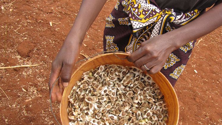 Esther från Emali Kenya visar upp skörden av Moringaträdets frökapslar 