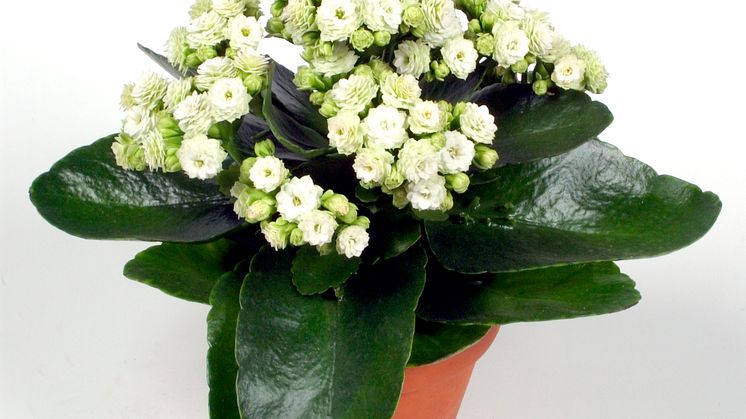 Lucka nr 14 - Vit Calandiva i en Blomstrande Julkalender