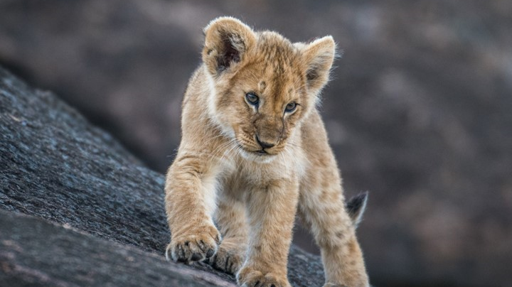 african go discover 5