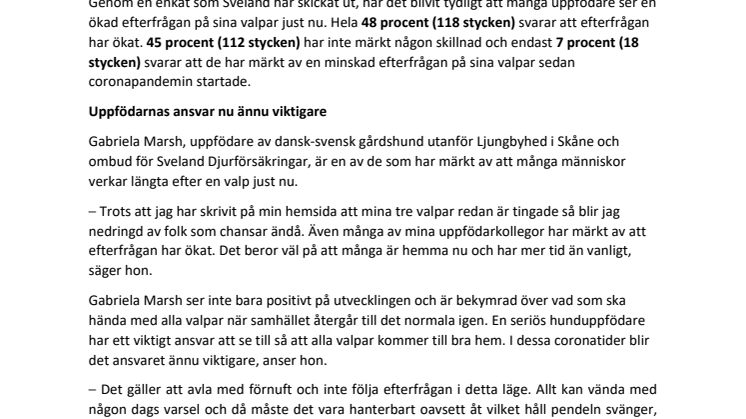Varannan hunduppfödare märker av ökat valpintresse