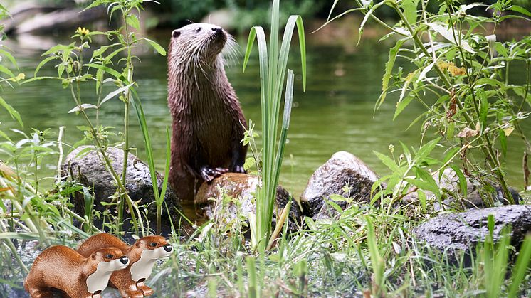 Otter im Zoo Schwerin
