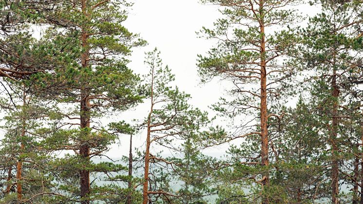 Vandring Umeåregionen