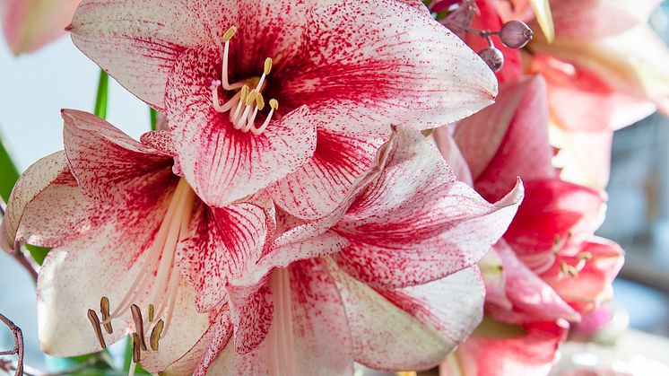 Glöm inte att köpa hem lökar till amaryllisens dag så de hinner blomma till jul!