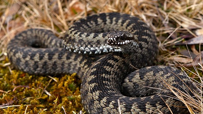 Vipera berus